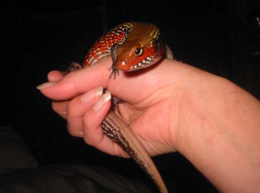 worm
