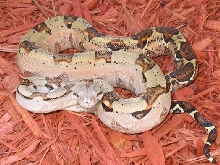 Tiger Boa Sibling