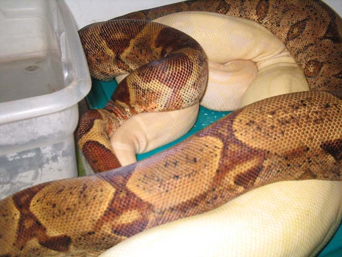 4 colors in 1 breeding