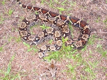 Coasta Rican boa