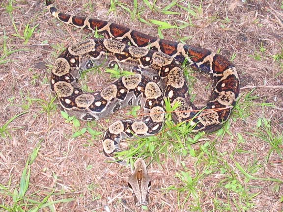 Coasta Rican boa