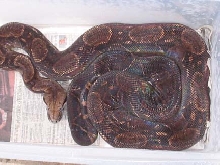 13 year old Coasta Rican Boa