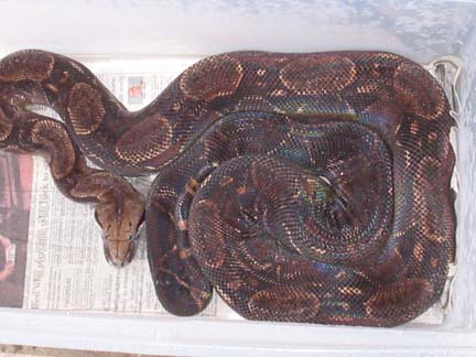 13 year old Coasta Rican Boa