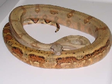 Tiger Hog Island Boa