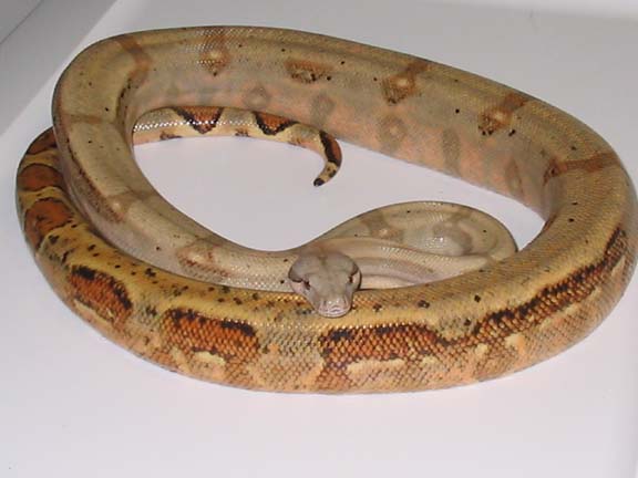 Tiger Hog Island Boa