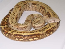 Hog Island Tiger Boa