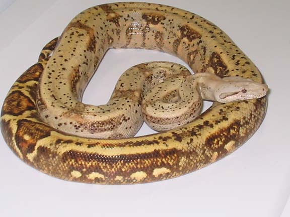 Hog Island Tiger Boa