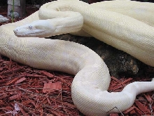 Adult Snow Boa Female