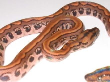 Stripe Brazilian rainbow boa