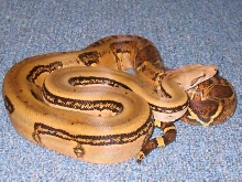 SUPER TIGER BOA