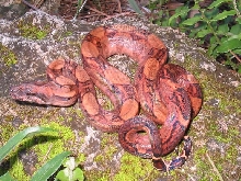 BLOOD BOA