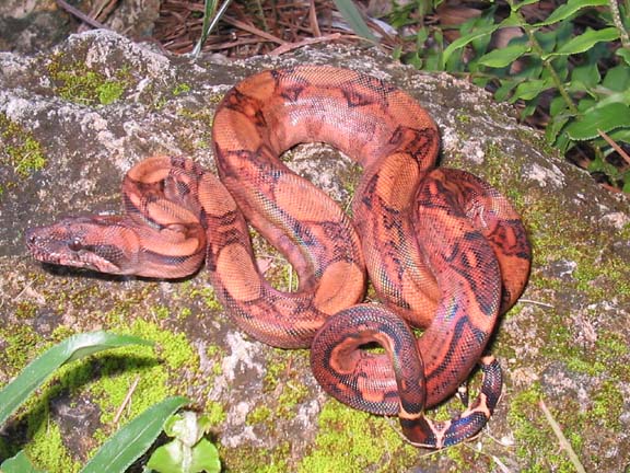 BLOOD BOA