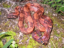NICARAGUAN BLOOD BOA