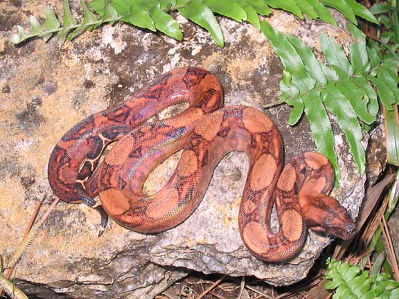 Bllod boa again