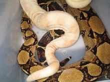 Breeding Albino!