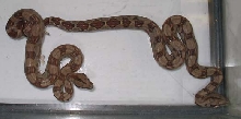 breeding baby boas!