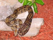 yearling import