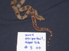Striped tail Tiger sibling