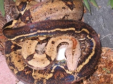 striped tail tiger boa adult