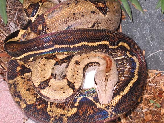 striped tail tiger boa adult