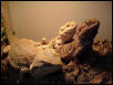 My beardies!