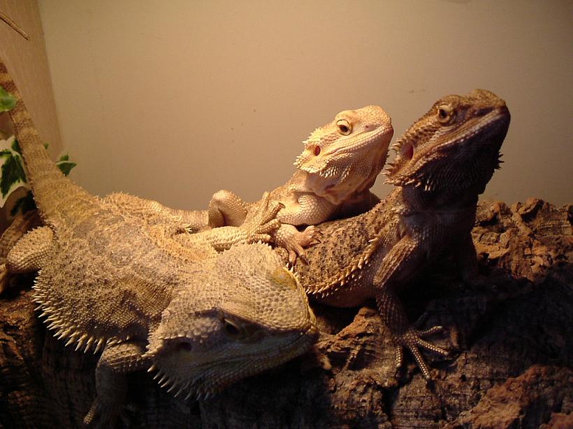 My beardies!