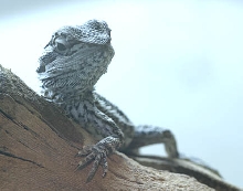 baby dragon