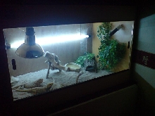 viv pic 1 new