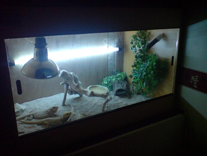 viv pic 1 new