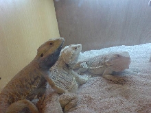 dragons