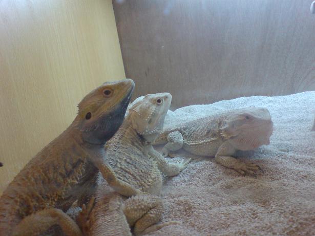 dragons