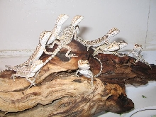 dragons