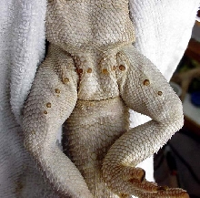 bearded dragon pores