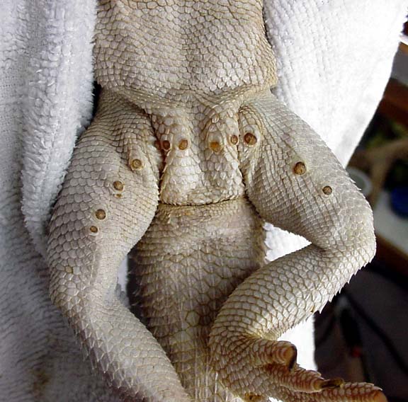 bearded dragon pores