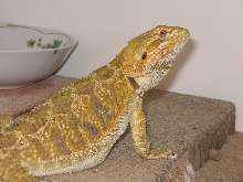 pic of my bearded dragon billy