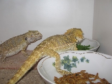 beardies having dinner