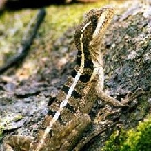 brown basilisk