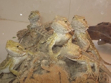 baby beardies
