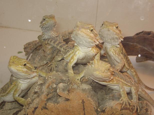 baby beardies