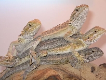 pile on