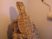 dragonsden