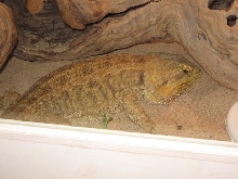 sleeping