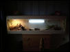 bearded dragon setup