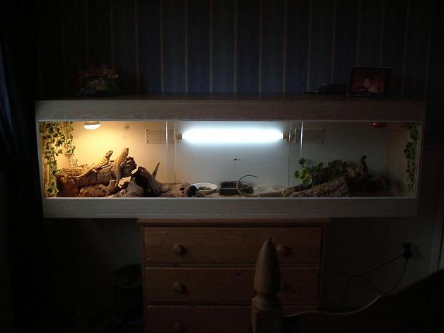 bearded dragon setup