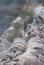 Desert short-horn & sagebrush lizard