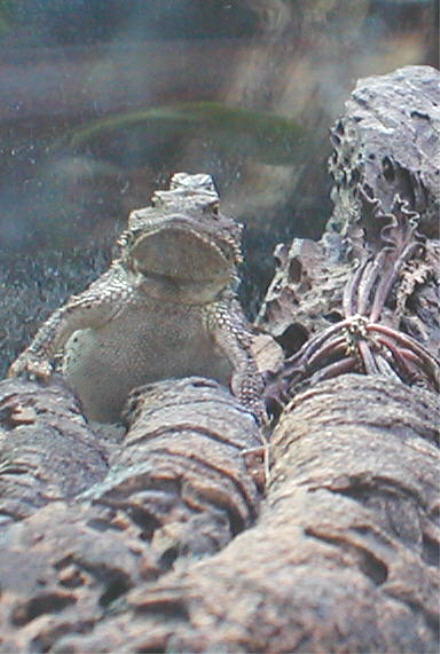 Desert short-horn & sagebrush lizard