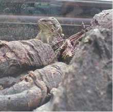 Desert horned lizard and sagebrush rider