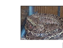 help with id ?paradox?