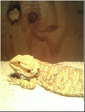 ELMER IN HIS SLUMBER!