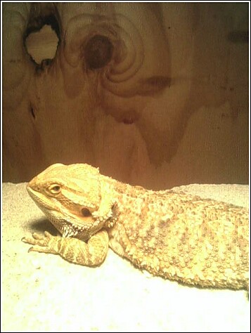 ELMER IN HIS SLUMBER!